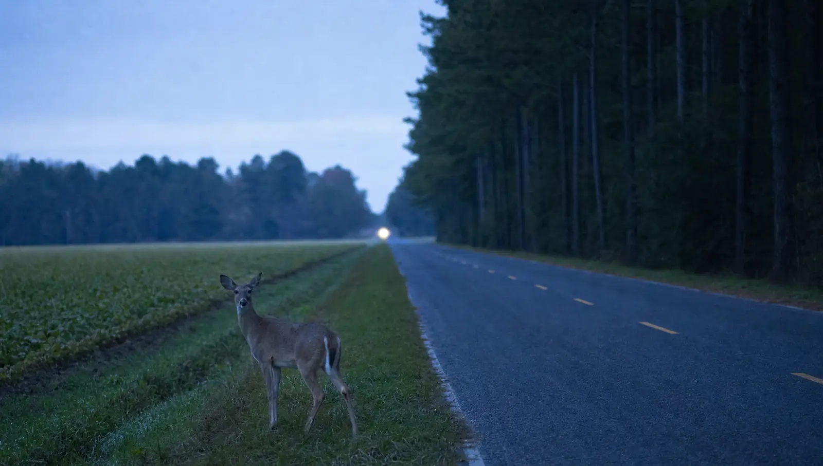 A white-tailed deer at the grassy edge of a narrow two-lane country road at dusk beside a flat field and a line of pines